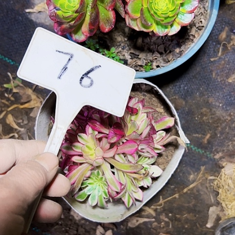 多肉植物组合2个
