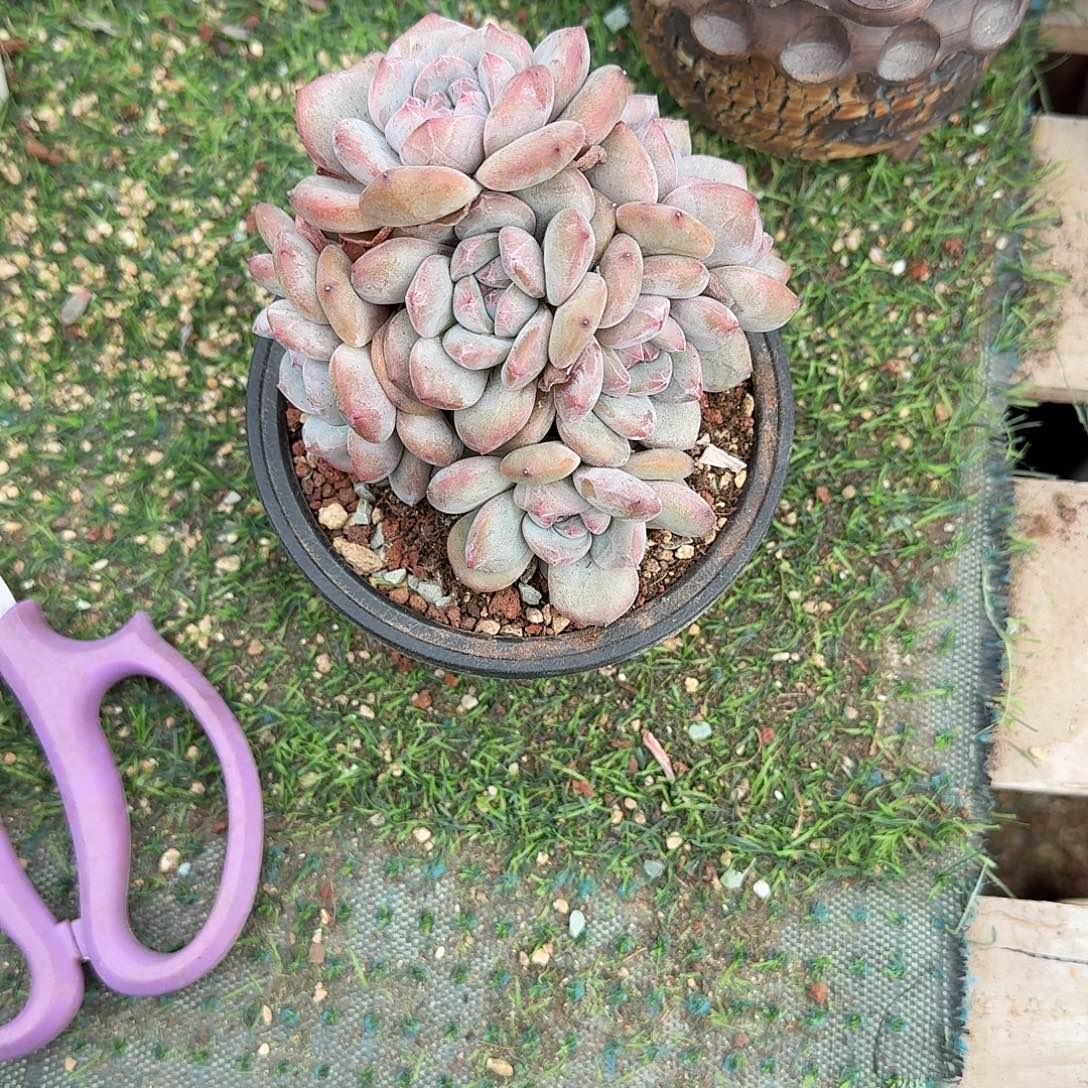 紫心石榴籽星影8头默认有砍