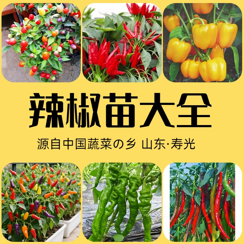 山东寿光直发辣椒苗秧大全朝天椒小米辣青线甜椒阳台四季盆栽高产