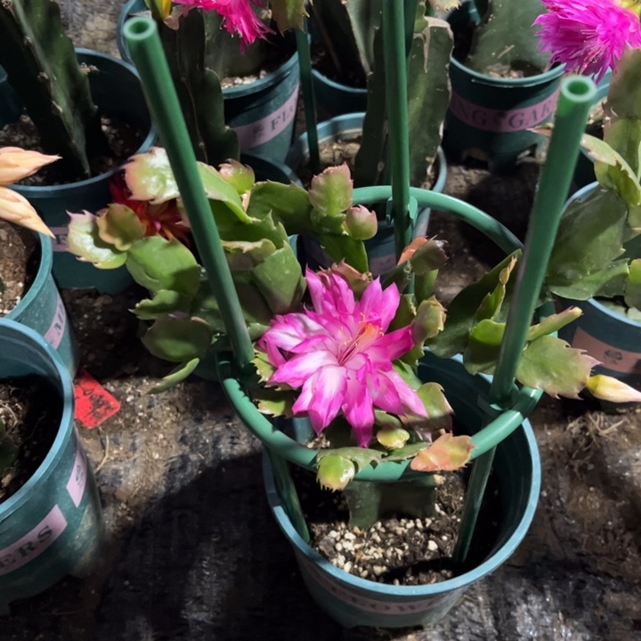 木***》74号038粉色大花，