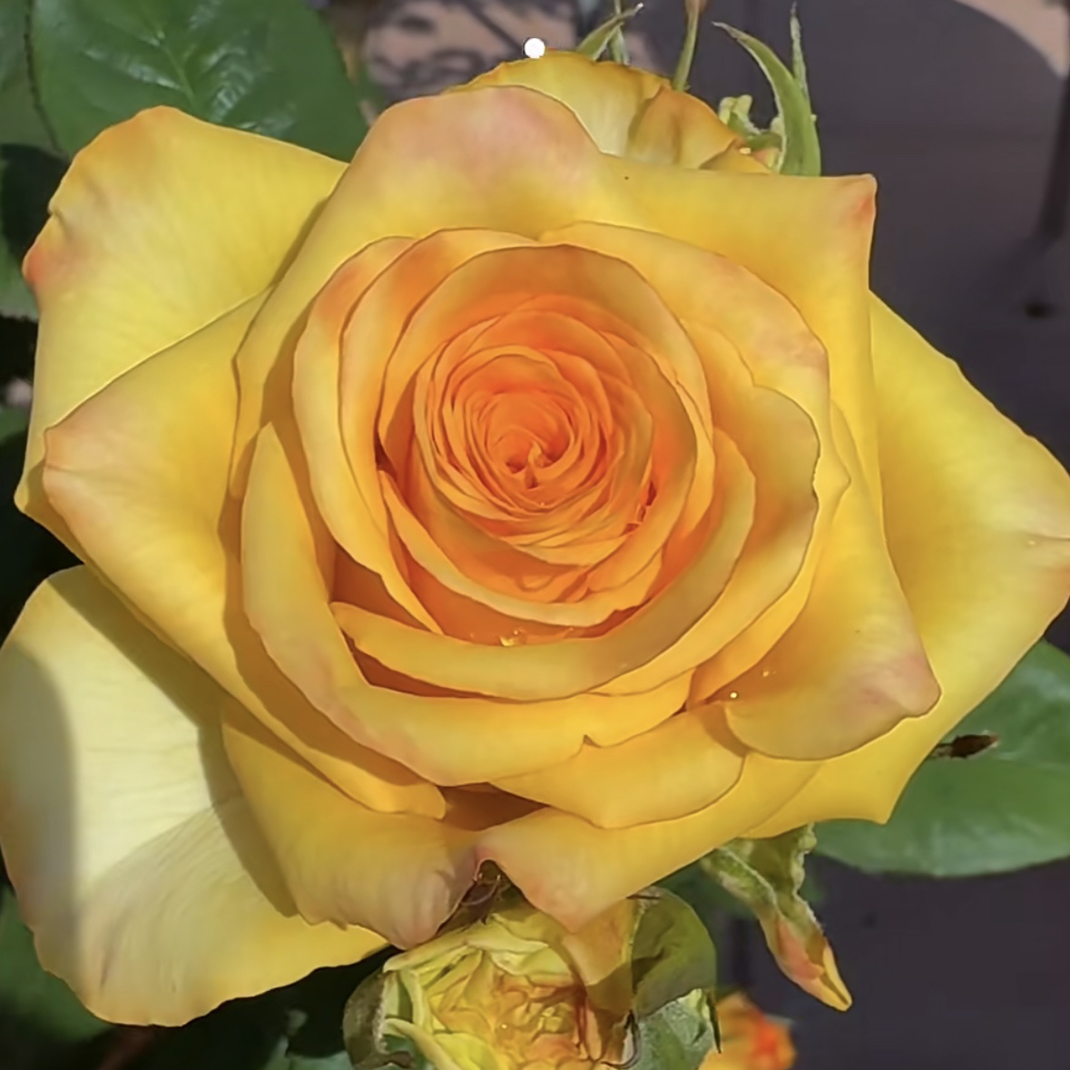 昀 根接苗 匠人月季 玫瑰花 四季开花阳台盆栽植物