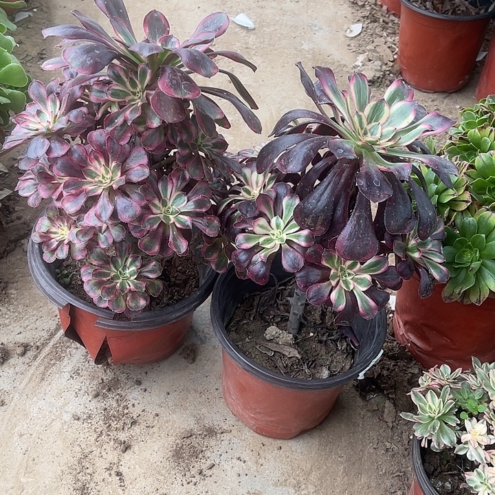 香娜丽娜玫瑰玫瑰玫瑰