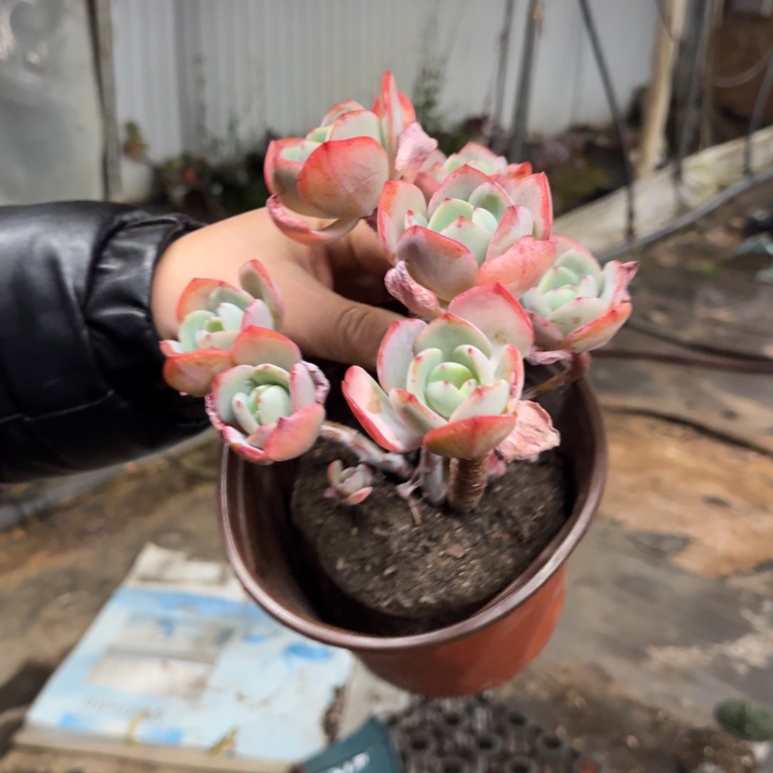 白月光五头起发，160杯