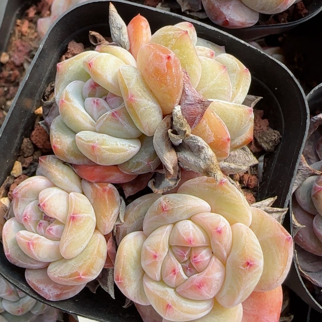 花语逸境0219-751