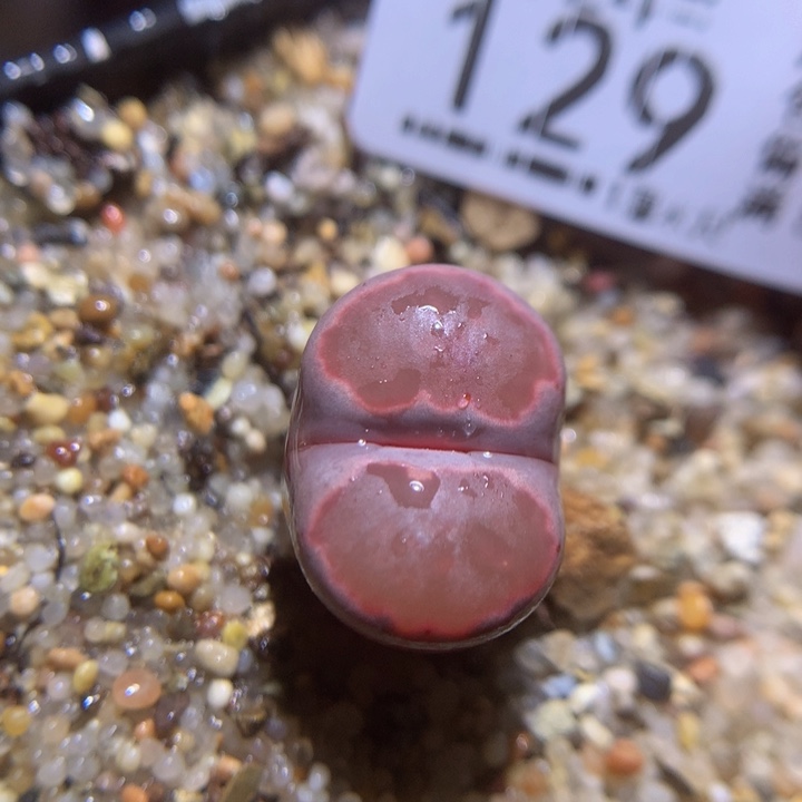 精品生石花124.129