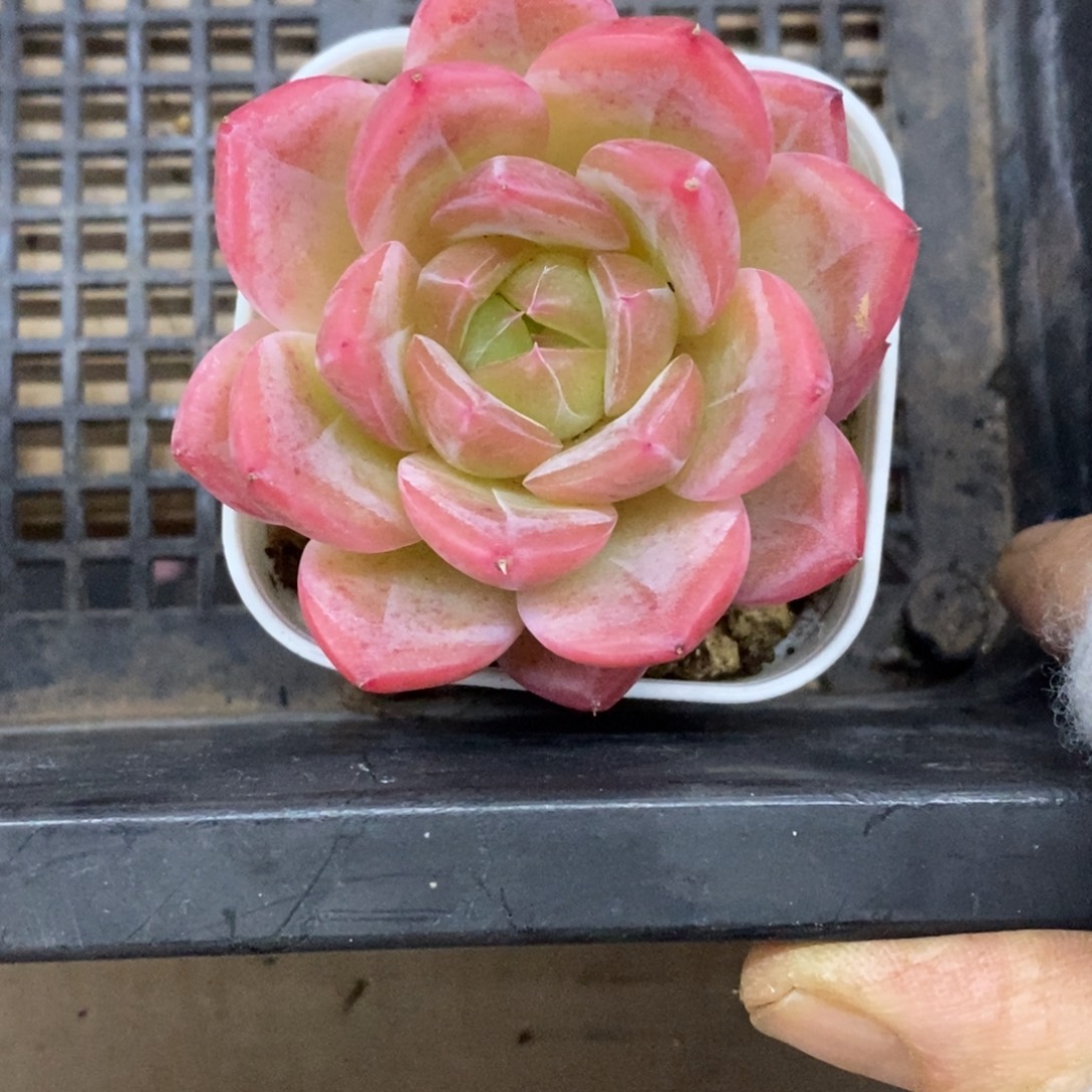 精品多肉一物一拍不包整32