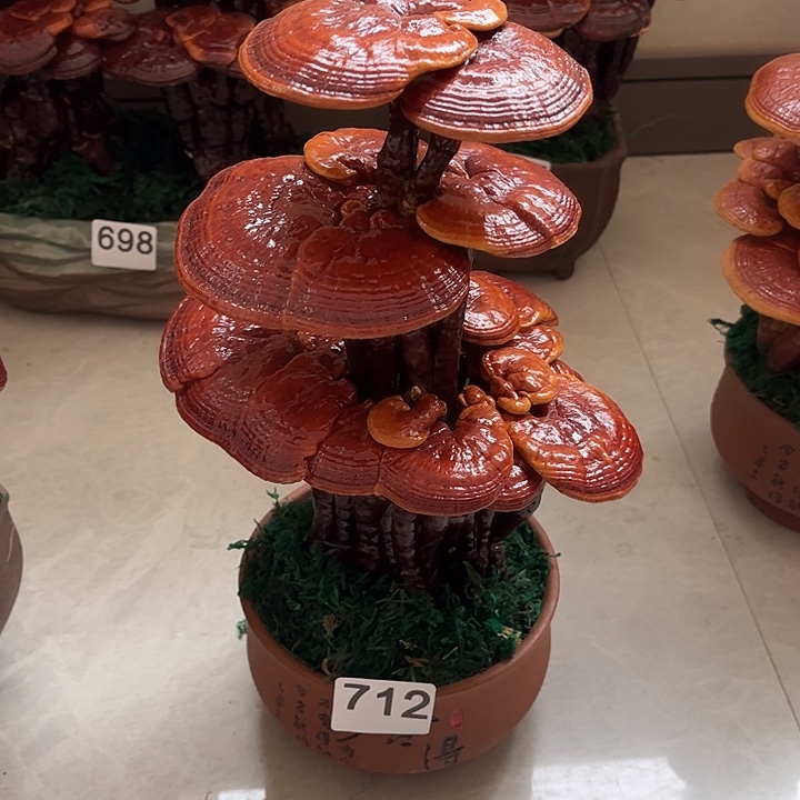 无花朵可观赏可食用