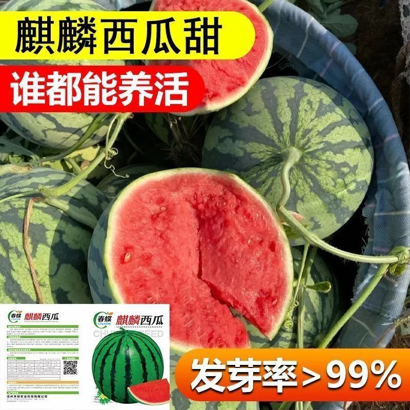 西瓜种子8424麒麟无籽西瓜种子特大高产蔬菜水果种子大全易成活