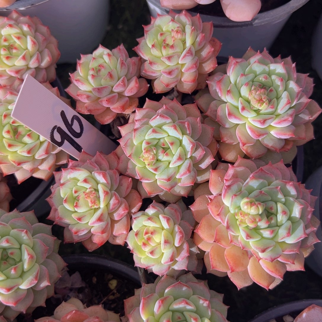 香玉的故事是一个人的故事吗