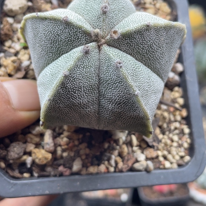 银沙鸾凤玉一颗包邮