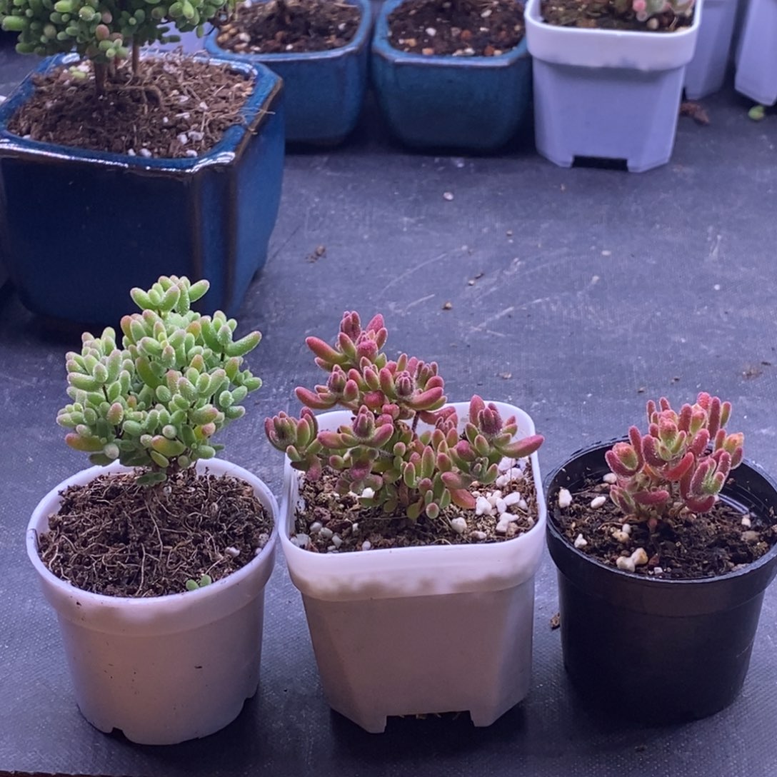 董****3101新手套餐。