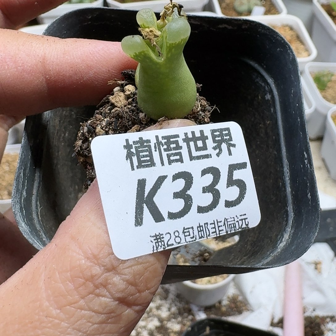 多肉植物的润泽fgh