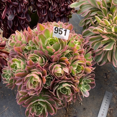 白凤多肉植物法师不包损