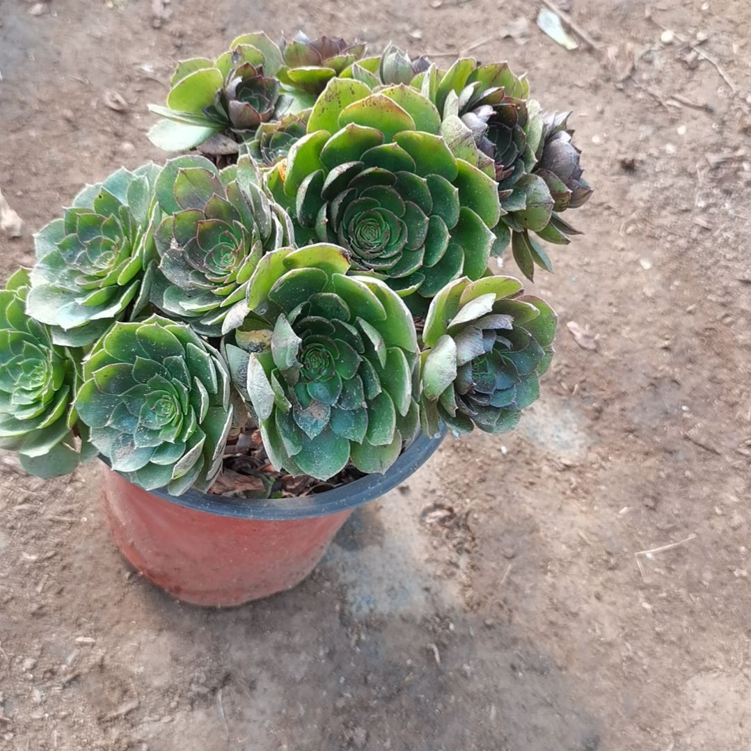 万圣节法师多肉法师36