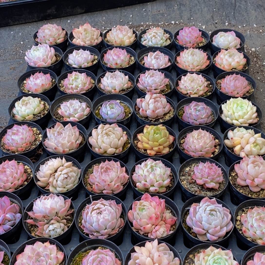 810的人生态度是