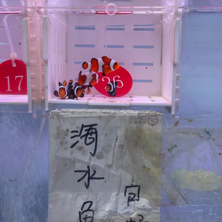 海水鱼精品混搭7条2-3