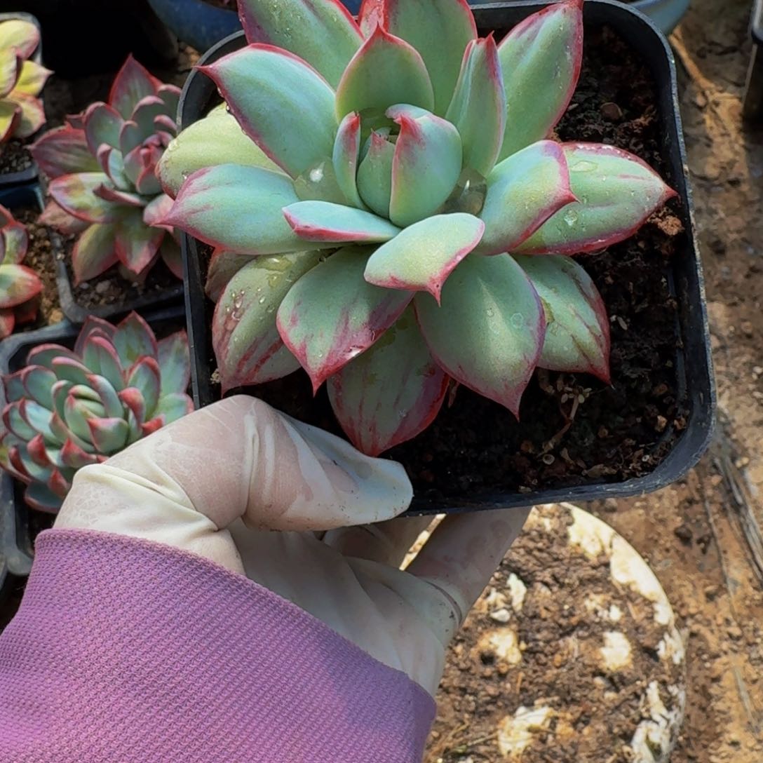 魅**人惊鸿仙子 585........