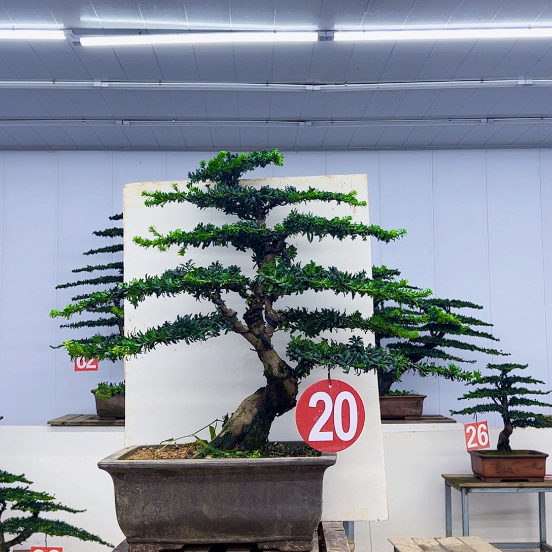 1***7无花朵罗汉松盆景造型作品