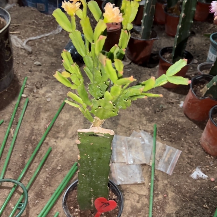 六***七当前无花栽培后可以开花045  79