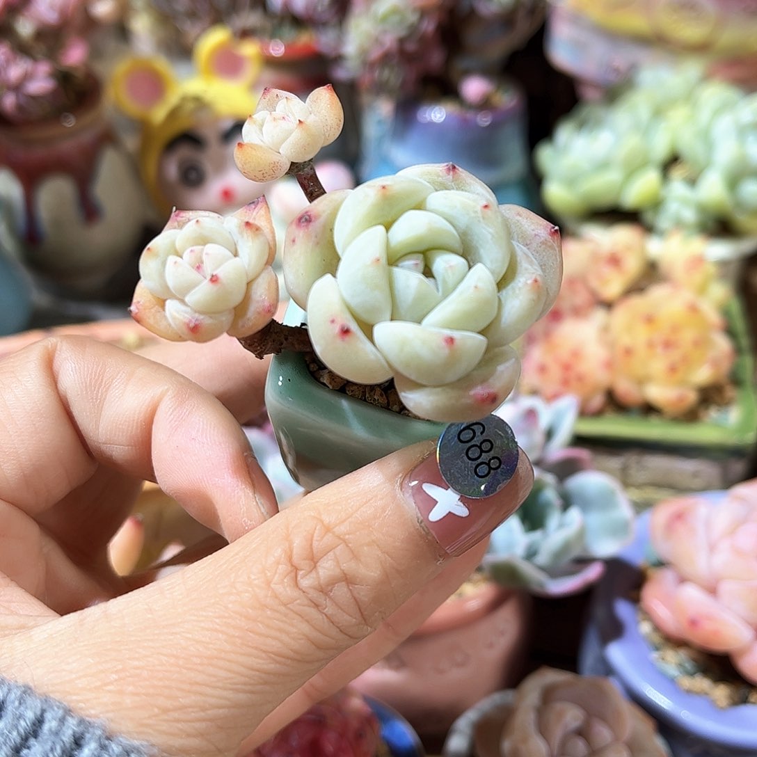 688 多肉含盆土30元包邮除偏远