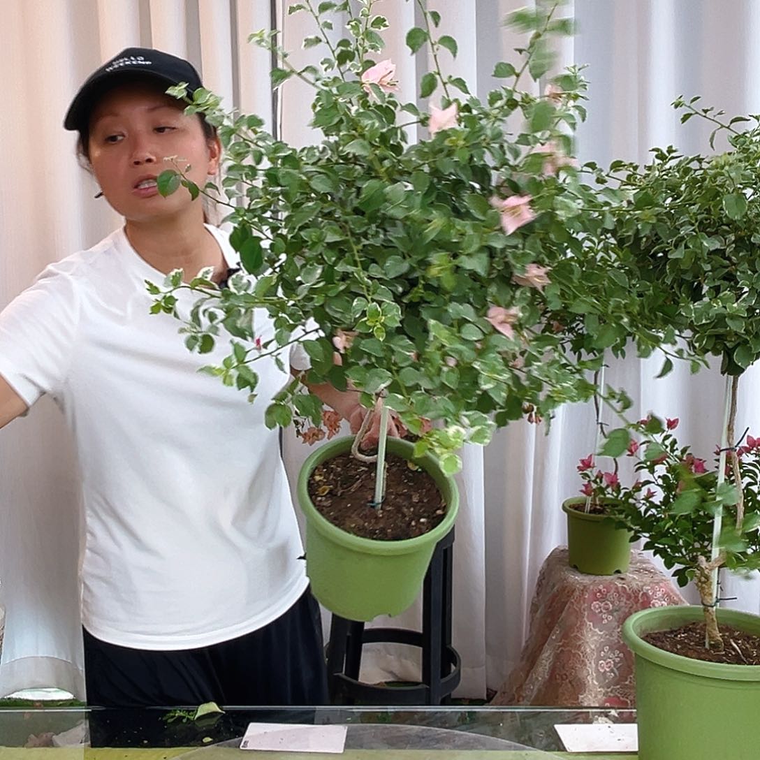 当前无花栽培后可以开花少女心原生棒棒糖一颗