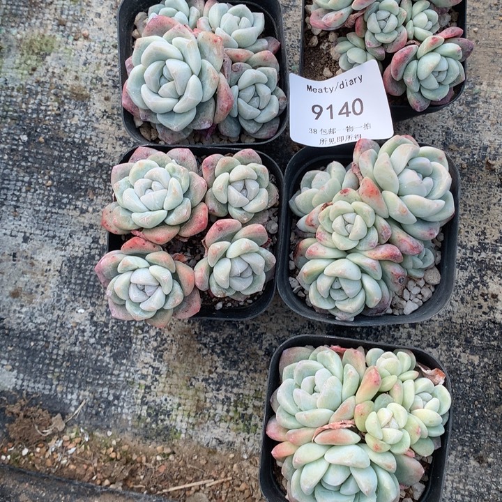 9140五颗冰玉脱土包邮潜力股