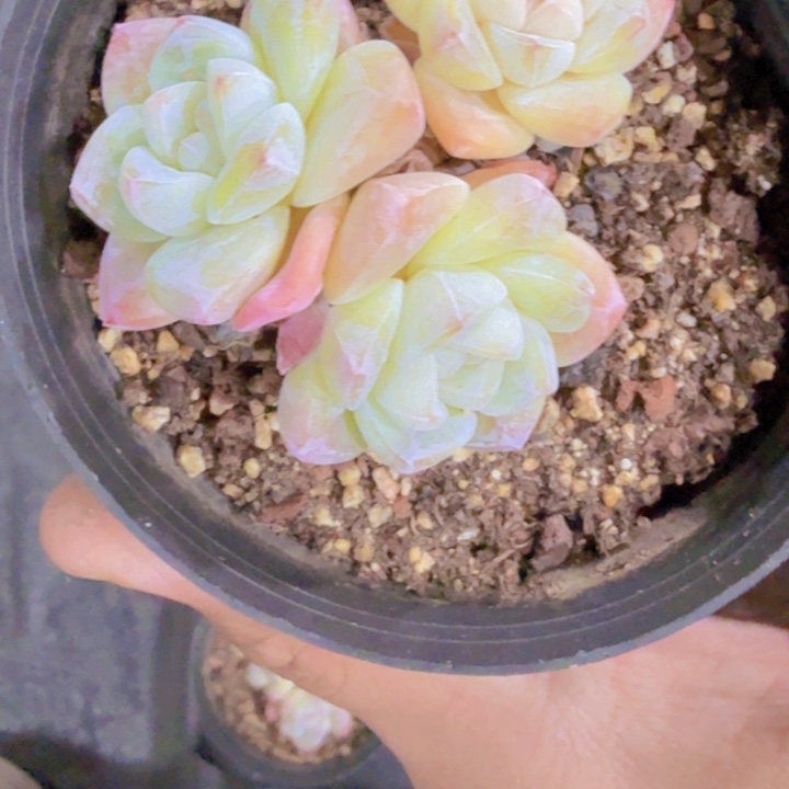 珍妮琥珀群生冰玉一颗