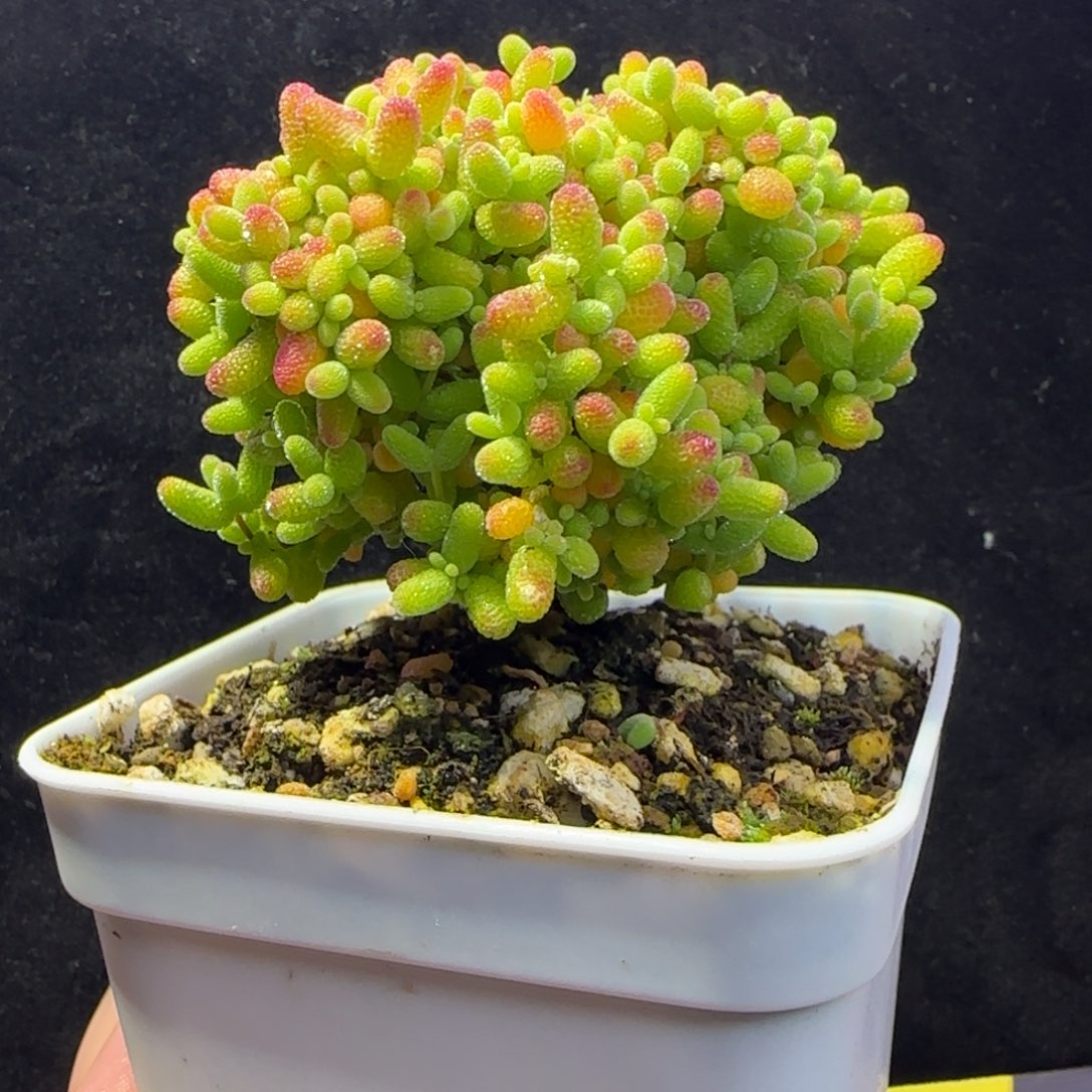 dy1405精控蜜橘糖球直杆冠幅5.5cm