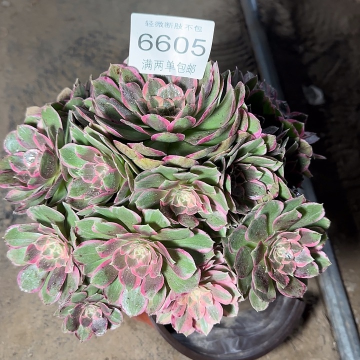 6605粉花妖多肉植物
