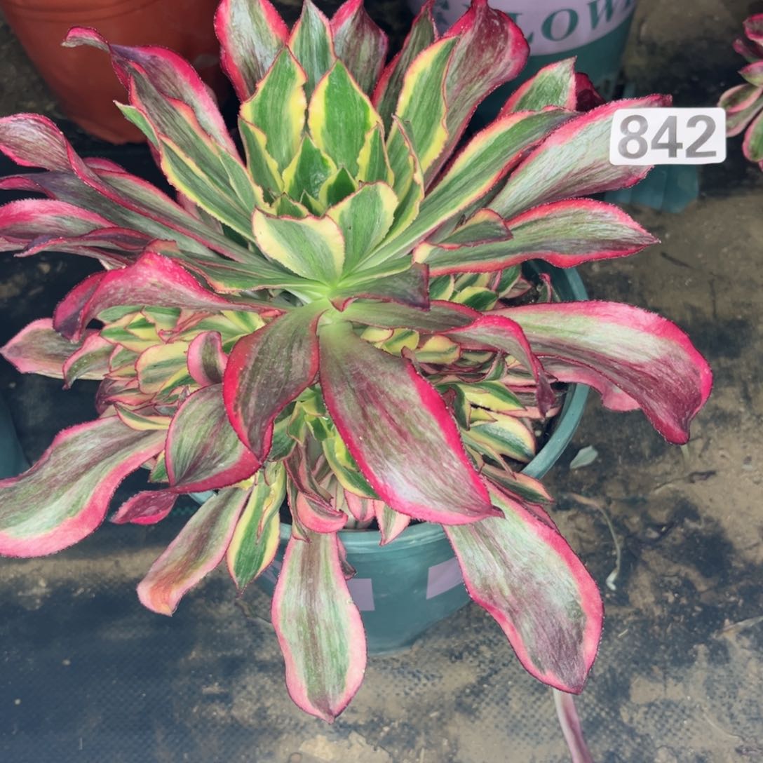 842魅影手捧花多肉