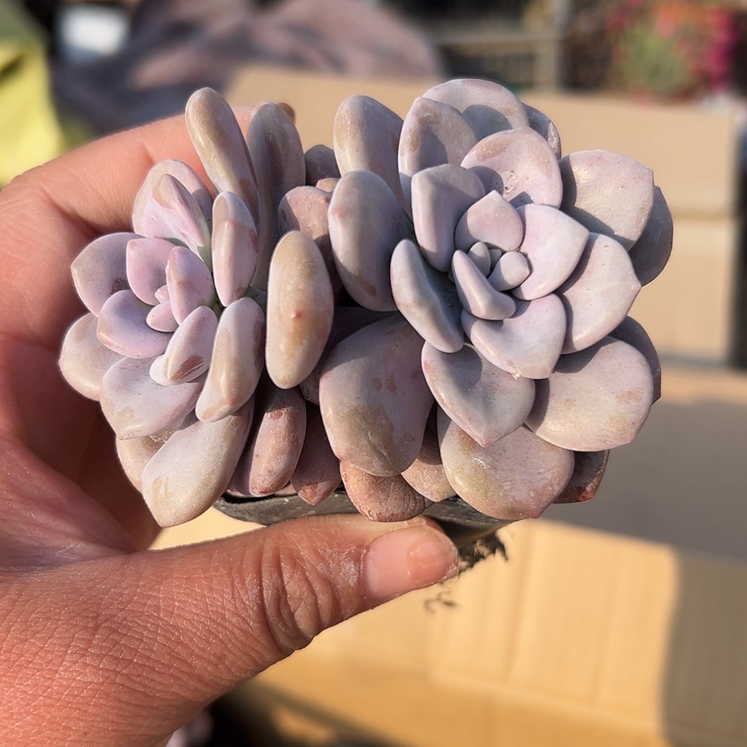 多肉植物红茶双头