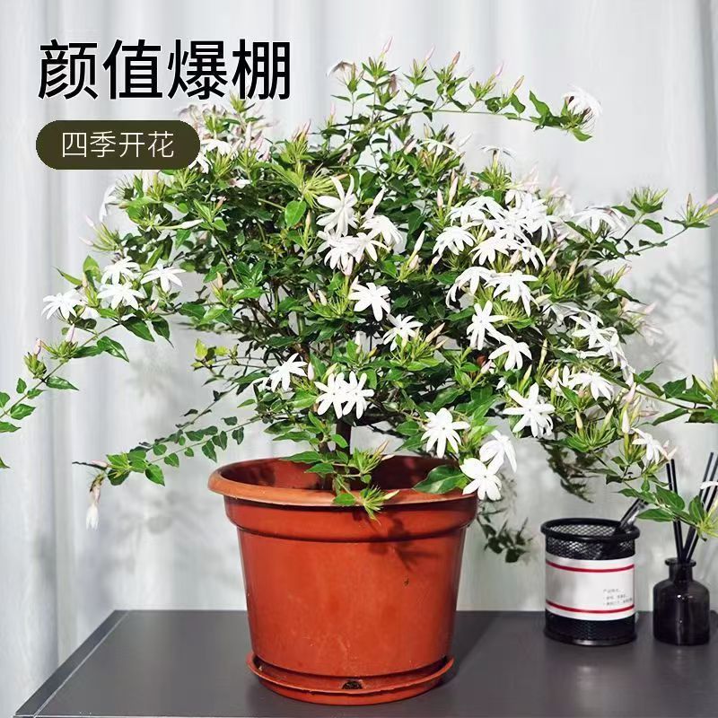 浓香粉苞茉莉多年生耐寒耐热花卉四季开花适合阳台庭院盆栽