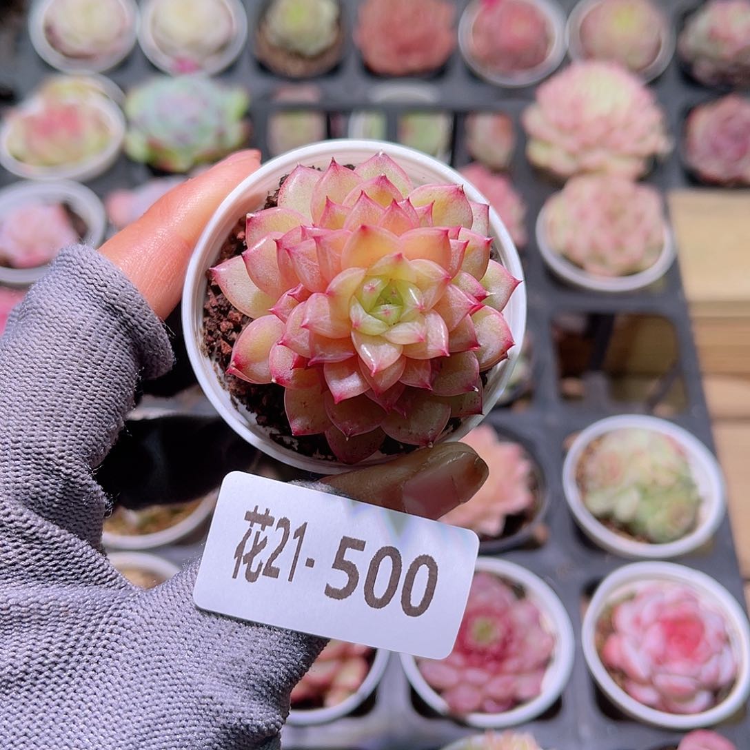 花21-500新麦秆单头