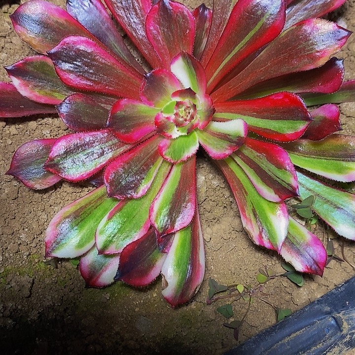 同花顺多肉植物法师