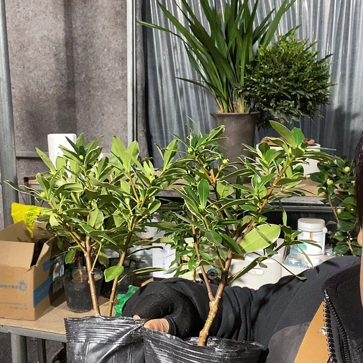 完全开放2盆金边瑞香冻坏不赔19的