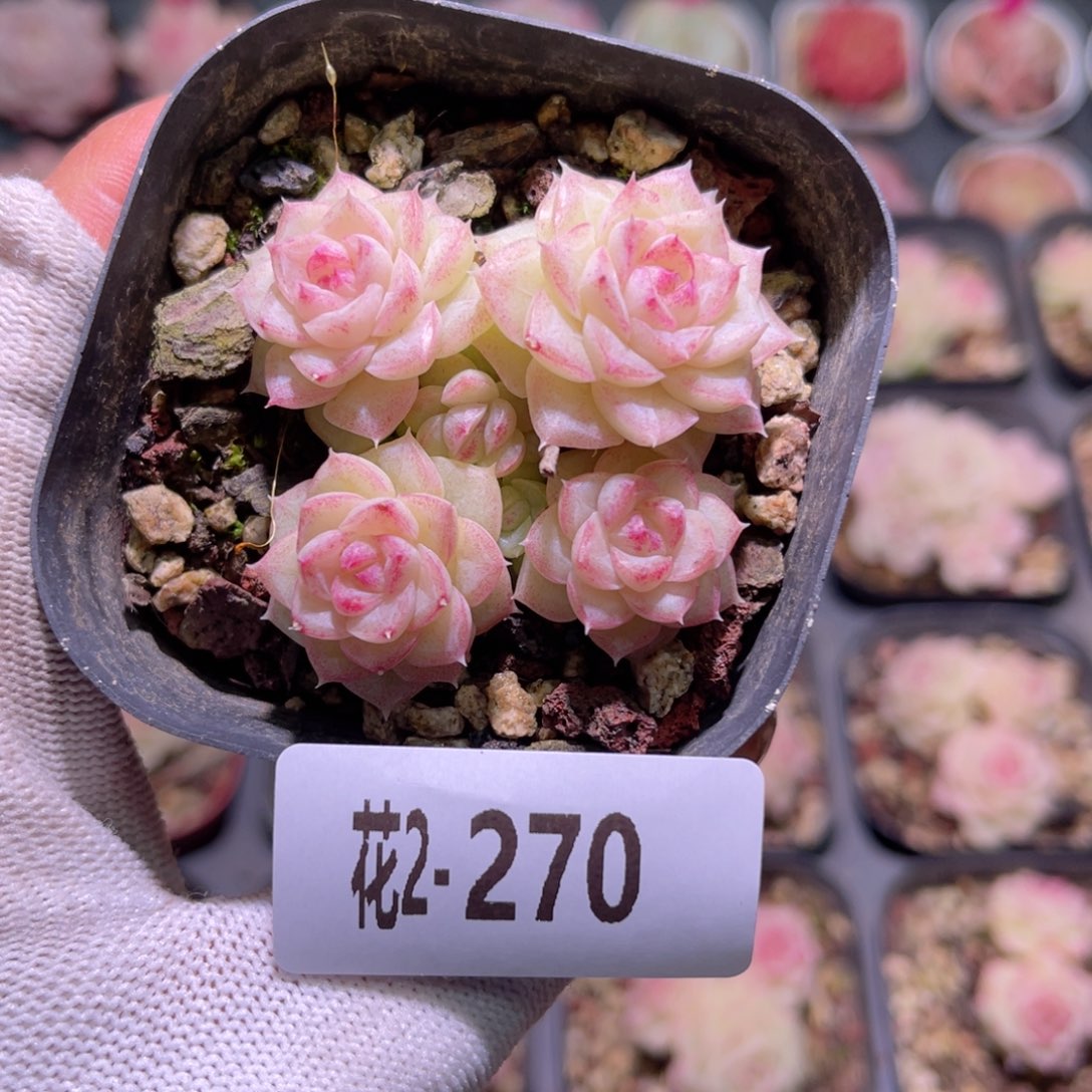 花02-270白天鹅群生