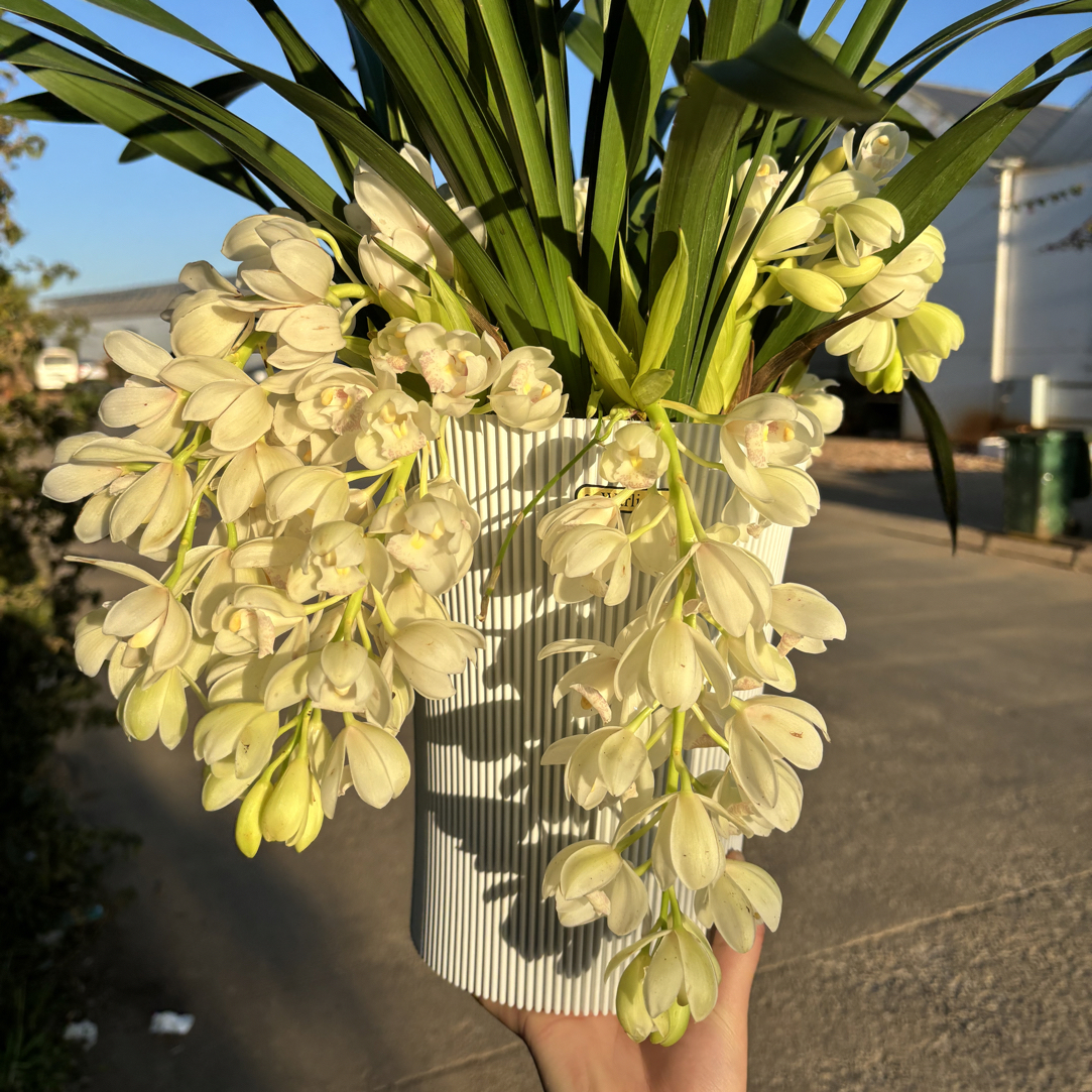 冰瀑----大花蕙兰（0度以下拍保温棉不拍不售后）