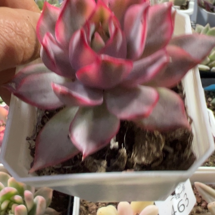 宝莲灯锦多肉植物589