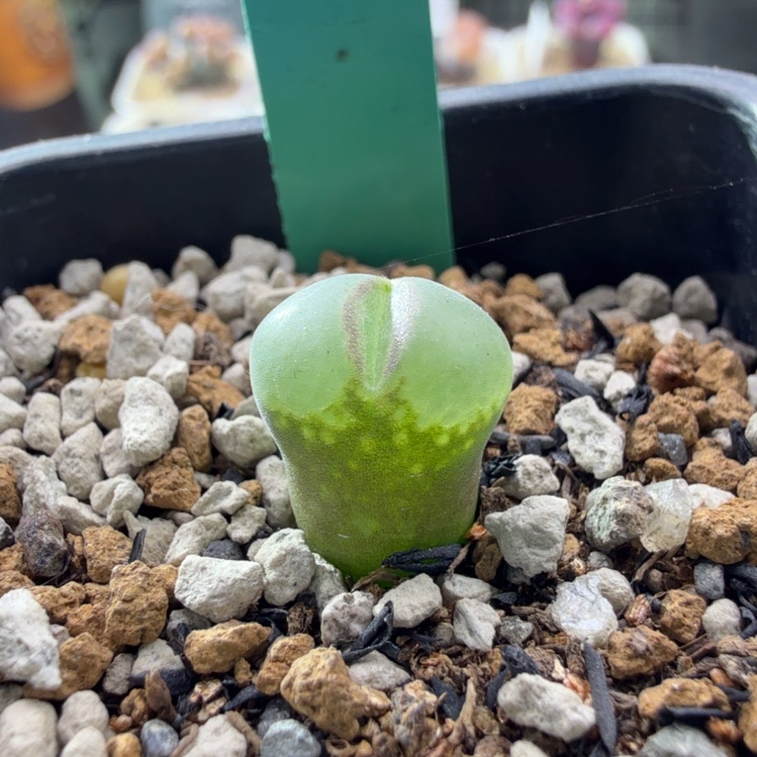 11-21-c22 粉女小苗 2年