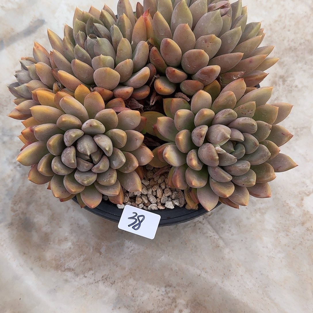 38 号象牙多肉植物 00000