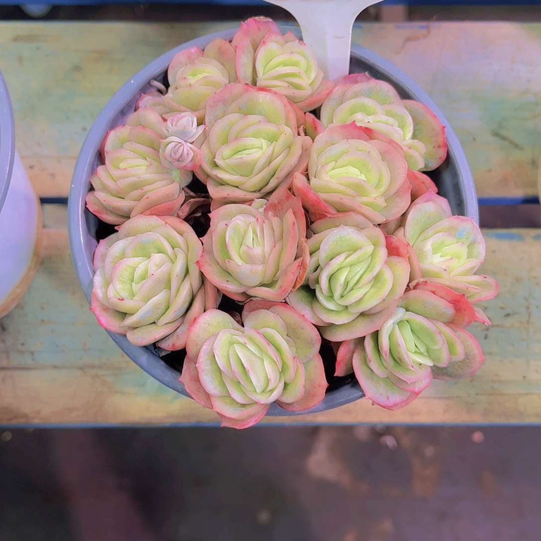 高***行冰玫瑰Ａ879一颗一物一拍