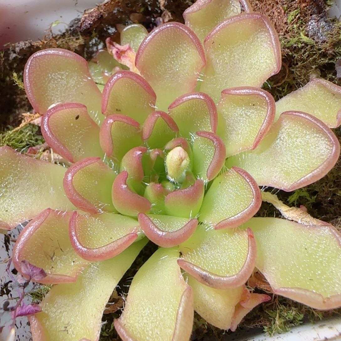 花语多肉1223-54近藤捕虫堇