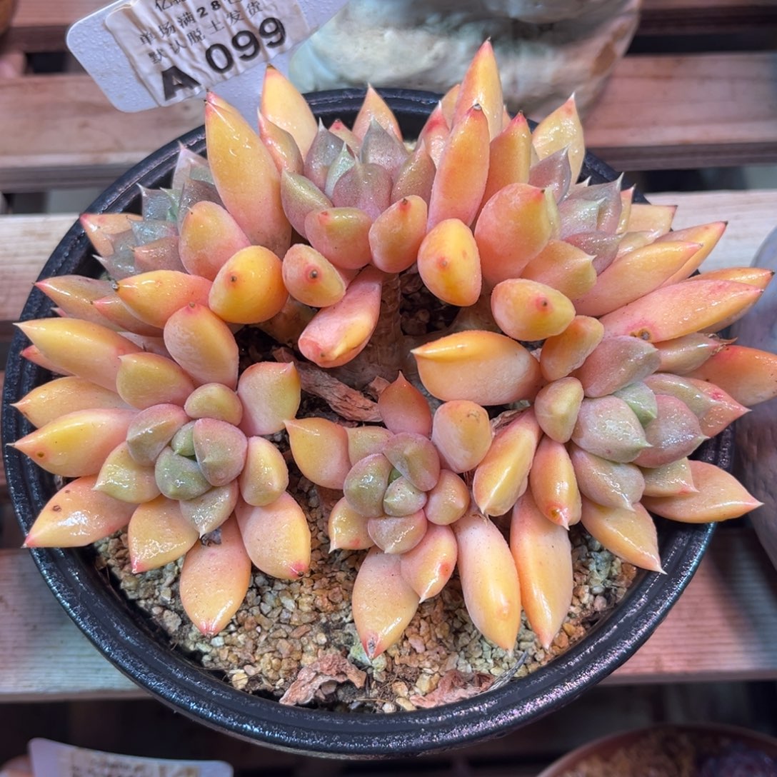 红象牙朵朵guinvyejulvlvlv