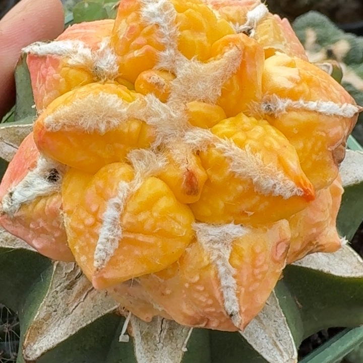 无花朵苗接龟甲锦954