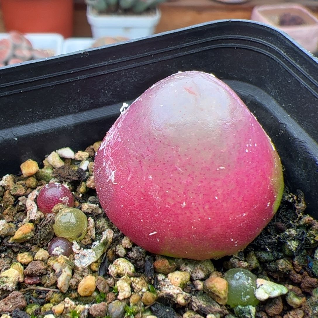 0230号灯泡 多肉植物