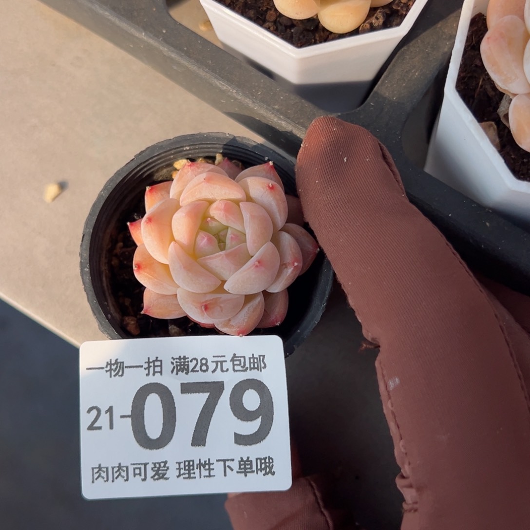 白梦多肉多肉多肉多肉