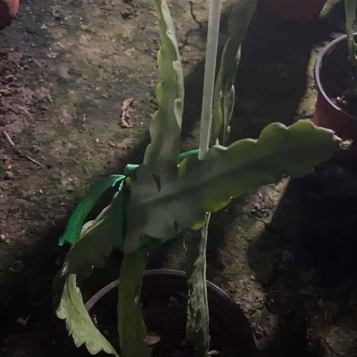 硬件，荷花盆栽江南