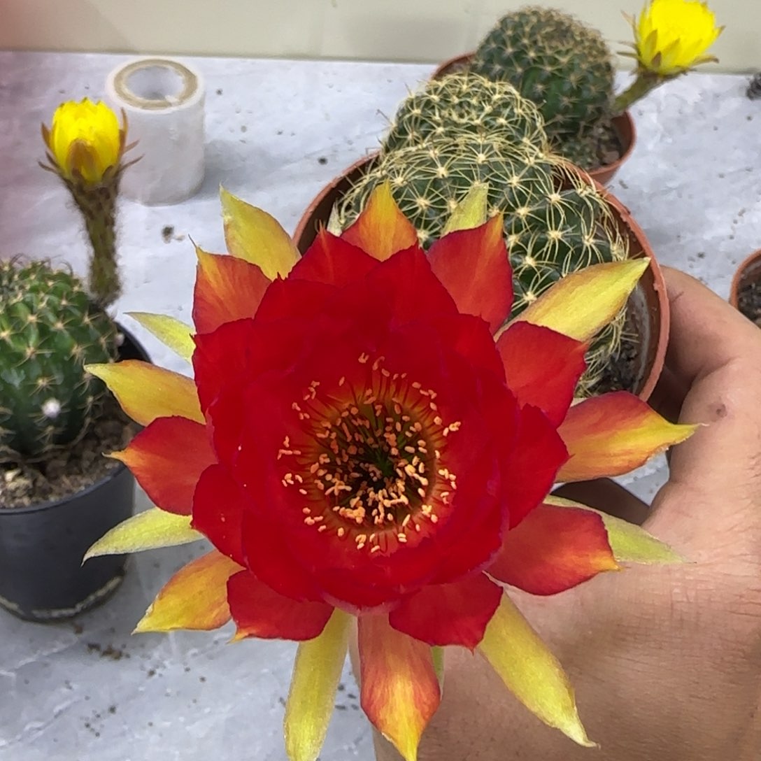 彩草仙人球一物一拍