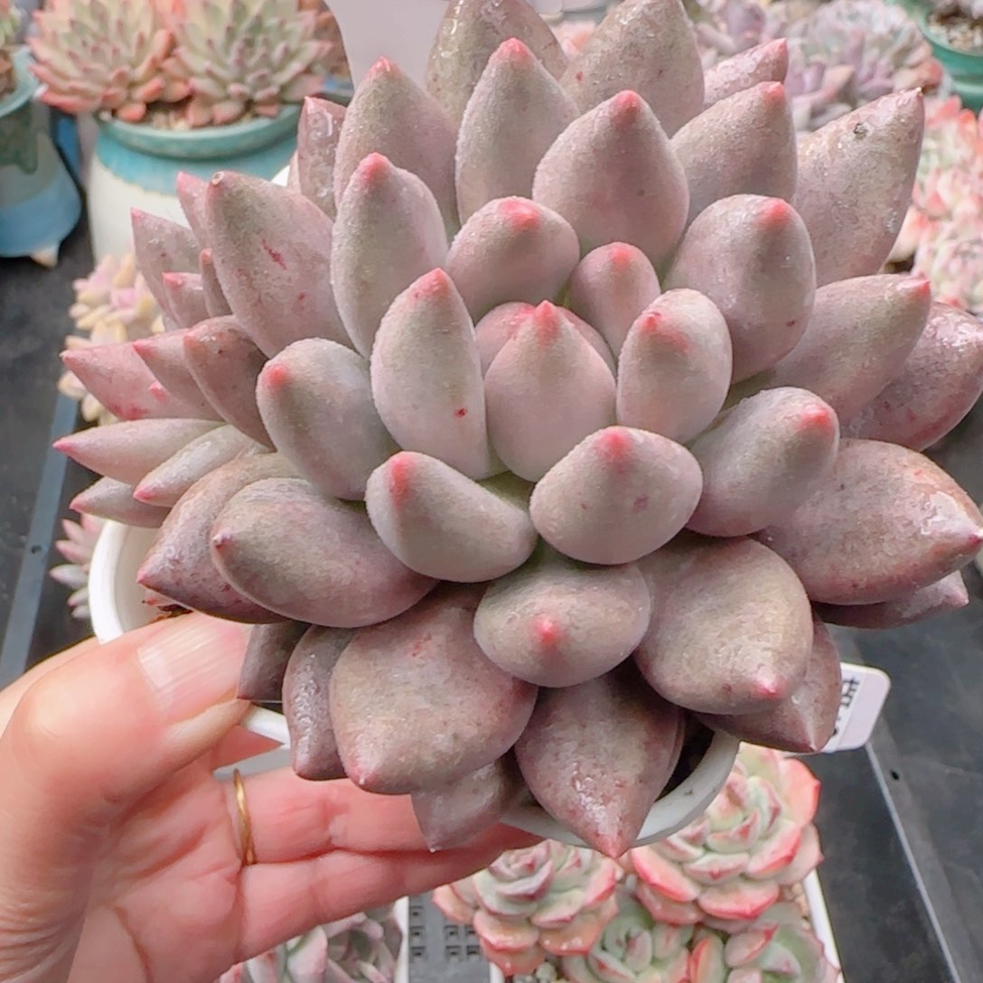 多肉植物8748…………