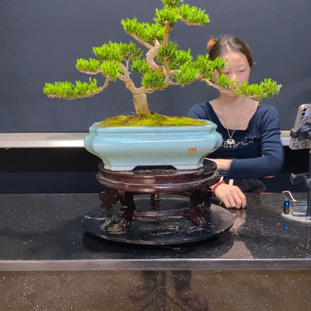 绿植黄杨盆景雀舌软枝